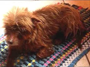 Cachorro raça Vira Lata idade 6 ou mais anos nome Lilica