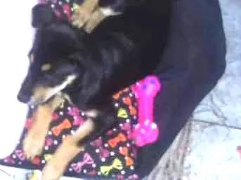 Cachorro ra a RND idade 7 a 11 meses nome Nina