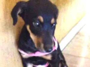 Cachorro raça RND idade 7 a 11 meses nome Nina