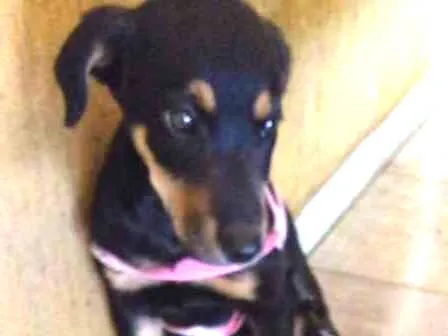 Cachorro ra a RND idade 7 a 11 meses nome Nina
