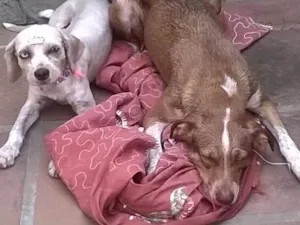 Cachorro raça Srd idade 2 anos nome Brenda e Belinha