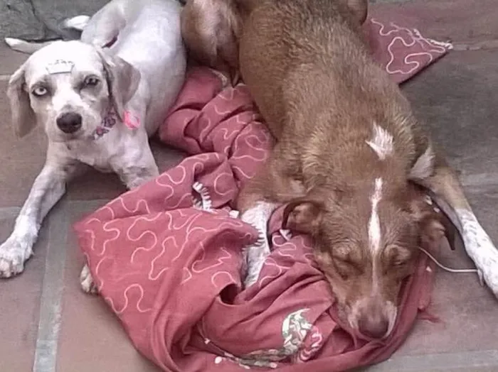 Cachorro raça Srd idade 2 anos nome Brenda e Belinha