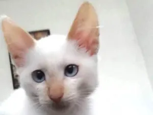 Gato raça SRD idade 2 a 6 meses nome Clara