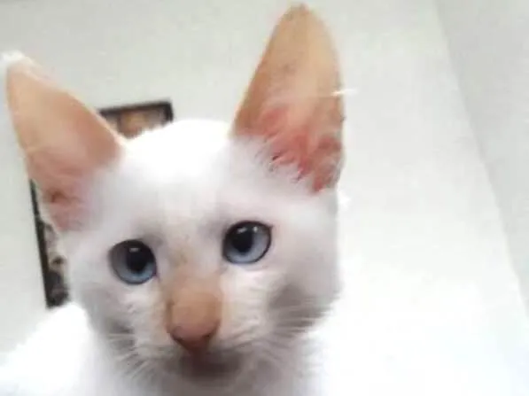 Gato ra a SRD idade 2 a 6 meses nome Clara