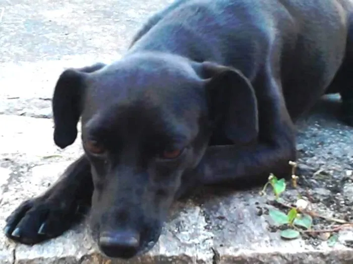 Cachorro ra a Viralata idade 6 ou mais anos nome Neguinha