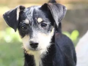 Cachorro raça  idade 2 a 6 meses nome Juma Filhote