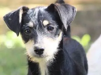 Cachorro ra a  idade 2 a 6 meses nome Juma Filhote