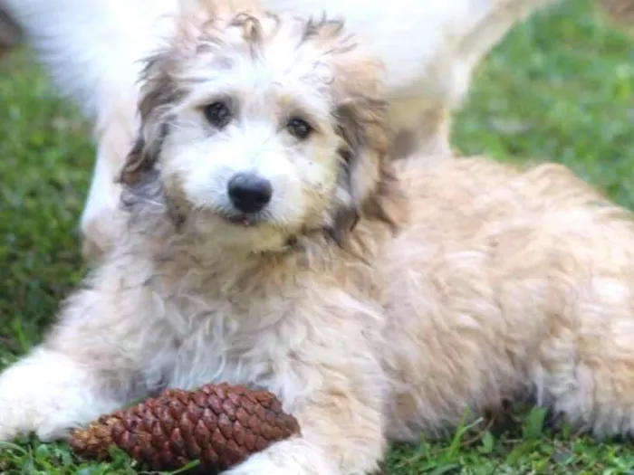 Cachorro ra a  idade 2 a 6 meses nome GUGA FILHOTE