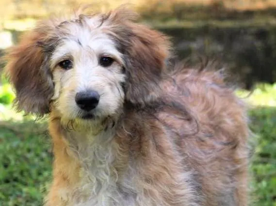 Cachorro ra a  idade 2 a 6 meses nome FREDDY FILHOTE