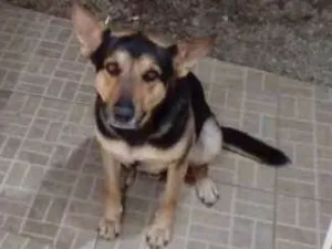 Cachorro raça Pastor Alemão idade 2 anos nome Beethoven