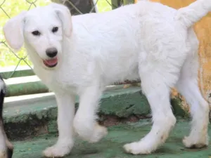 Cachorro raça  idade 2 a 6 meses nome Ariel Filhote
