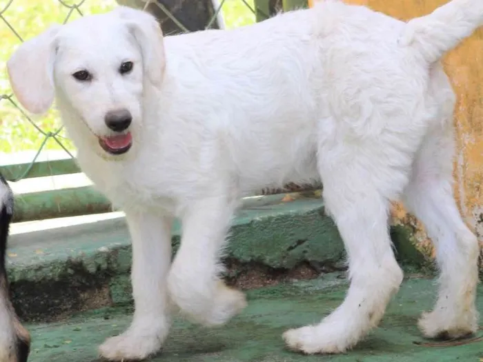 Cachorro ra a  idade 2 a 6 meses nome Ariel Filhote