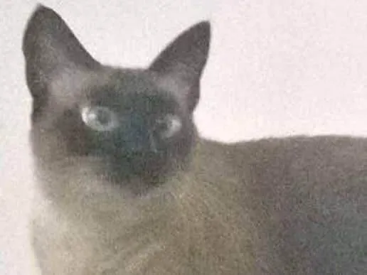 Gato ra a siames idade 2 anos nome Mamãe