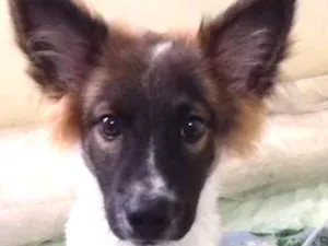 Cachorro raça SRD idade 2 a 6 meses nome NICO
