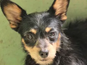 Cachorro raça  idade 2 anos nome Lucas Miniatura