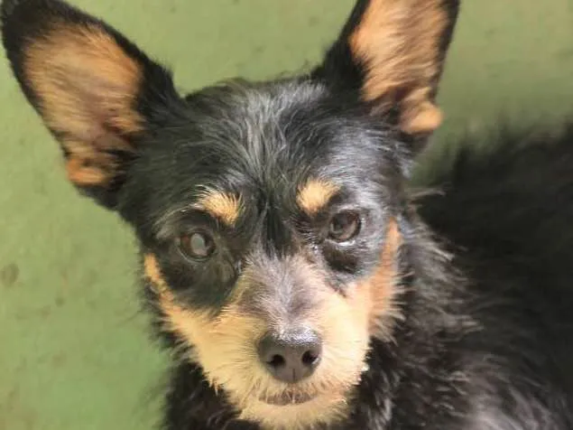 Cachorro ra a  idade 2 anos nome Lucas Miniatura