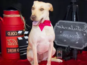 Cachorro raça Labrador idade 1 ano nome Luna
