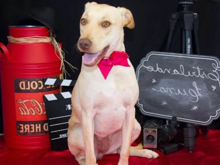 Cachorro ra a Labrador idade 1 ano nome Luna