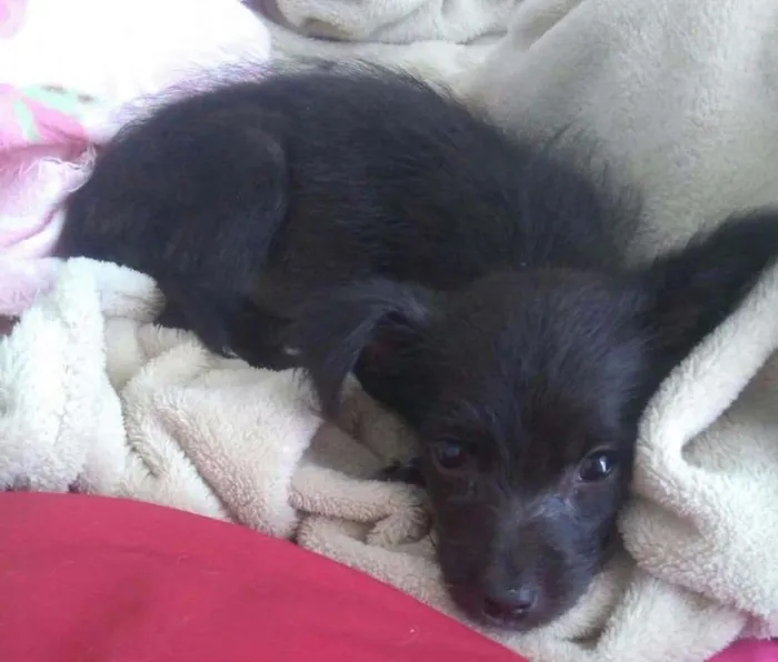 Cachorro ra a SRD idade Abaixo de 2 meses nome Não possui