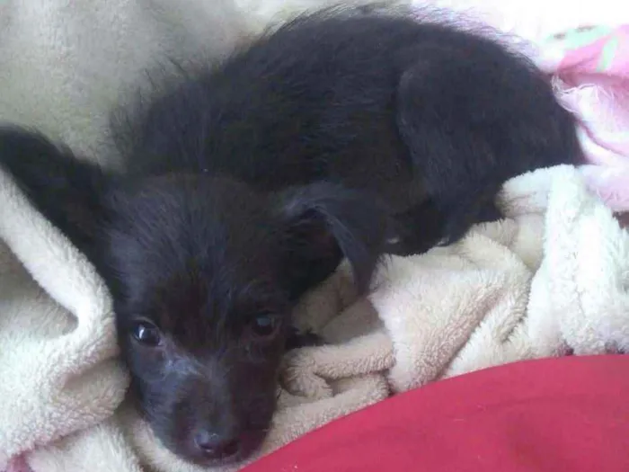 Cachorro ra a SRD idade Abaixo de 2 meses nome Não possui