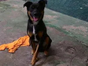 Cachorro raça misturado idade 1 ano nome pepino