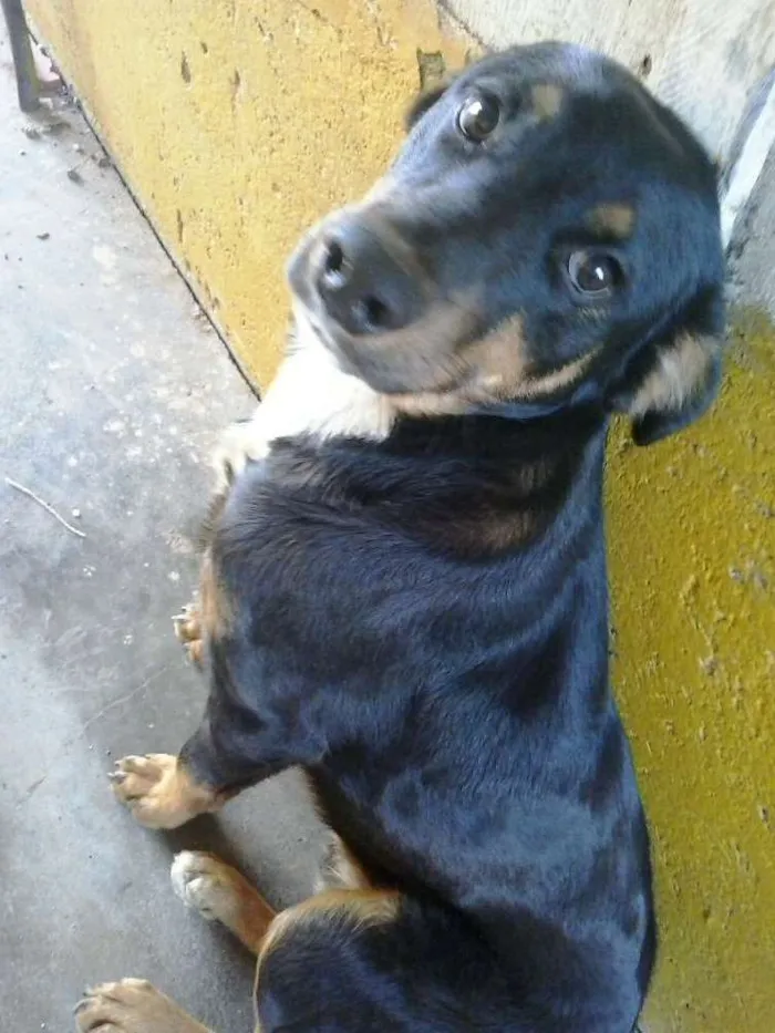 Cachorro ra a nd idade 1 ano nome Leôncio