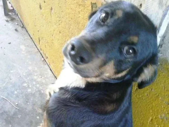 Cachorro ra a nd idade 1 ano nome Leôncio