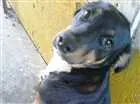 Cachorro raça nd idade 1 ano nome Leôncio