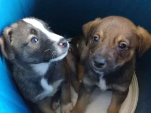 Cachorro raça mistura de pastor com havaness idade Abaixo de 2 meses nome sem nome
