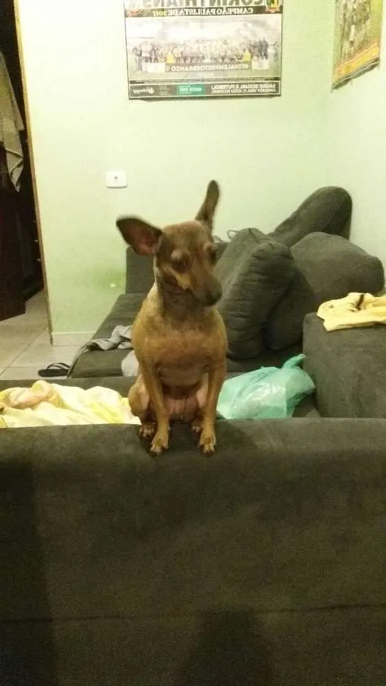 Cachorro ra a Pinscher idade 1 ano nome Jully 