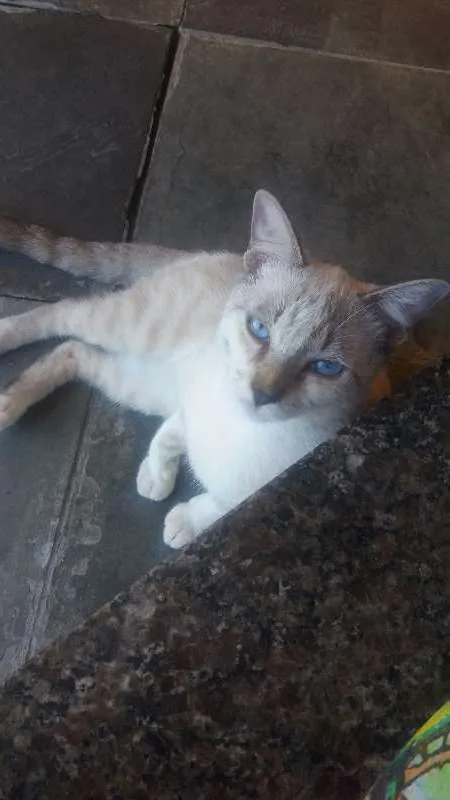 Gato ra a vira lata idade 2 a 6 meses nome farinha