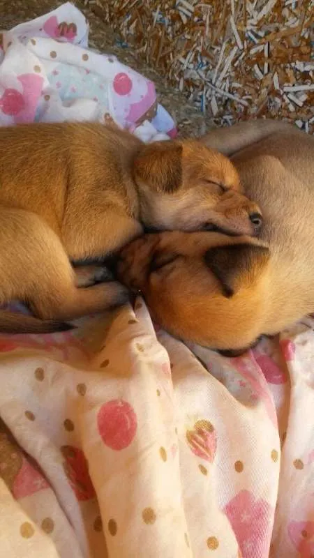 Cachorro ra a Vira-lata  idade Abaixo de 2 meses nome Filhotes