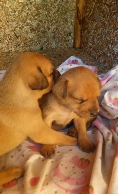 Cachorro ra a Vira-lata  idade Abaixo de 2 meses nome Filhotes