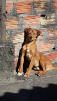 Caramelo
