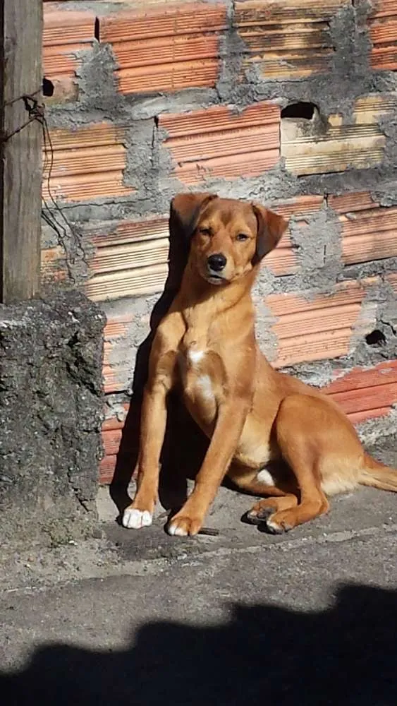 Cachorro raça Vira Lata idade 2 a 6 meses nome Caramelo