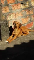 Caramelo