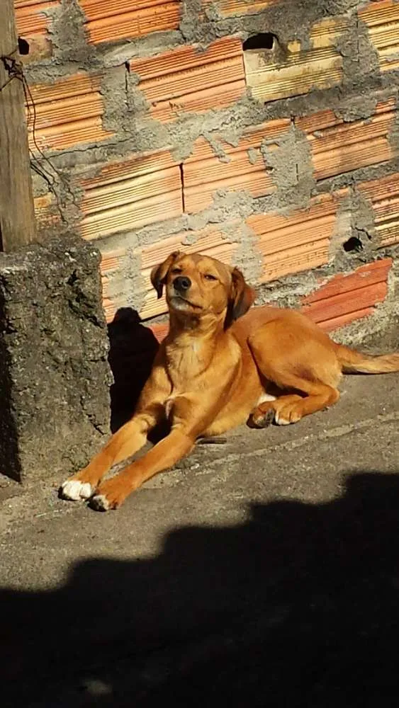 Cachorro raça Vira Lata idade 2 a 6 meses nome Caramelo