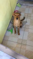 Caramelo