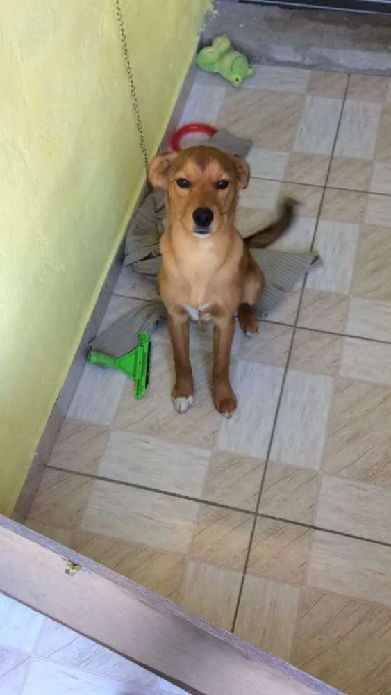 Cachorro raça Vira Lata idade 2 a 6 meses nome Caramelo