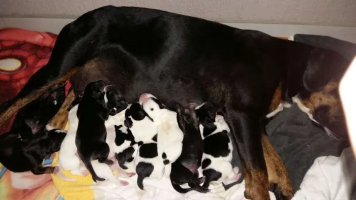 Cachorro ra a srd idade 3 anos nome madalena