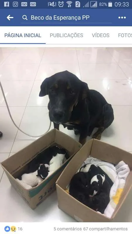 Cachorro ra a srd idade 3 anos nome madalena