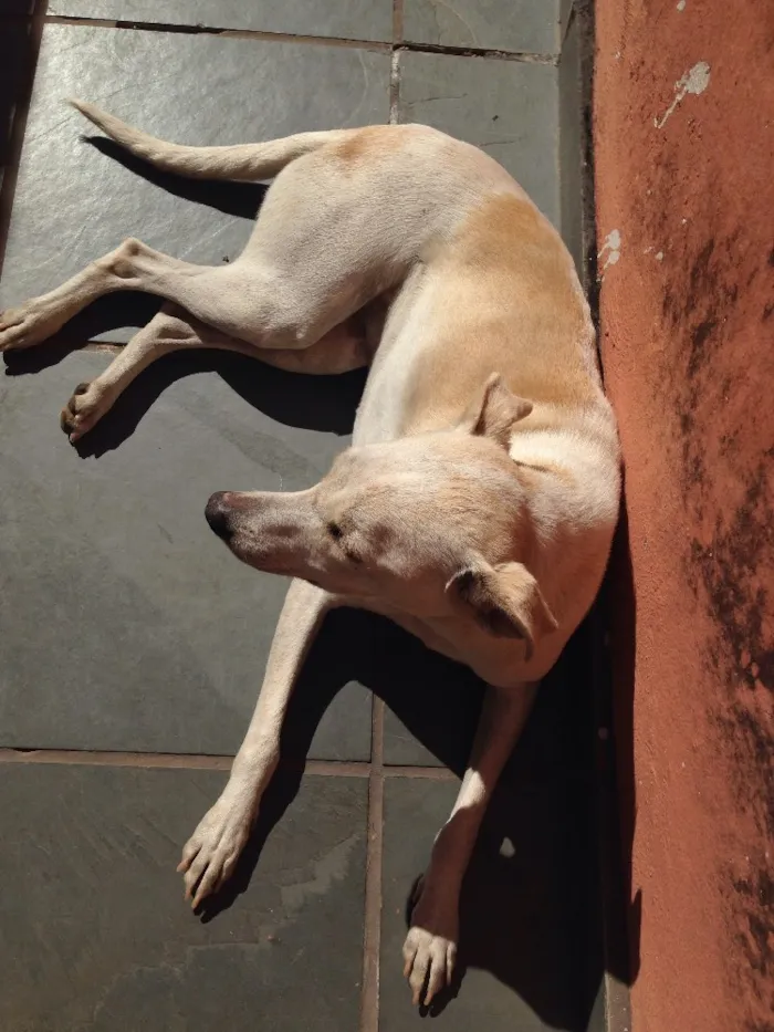 Cachorro ra a SRD idade  nome Lola