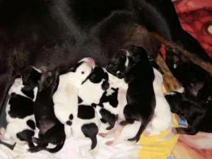 Cachorro raça srd idade 3 anos nome madalena