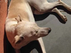 Cachorro raça SRD idade  nome Lola