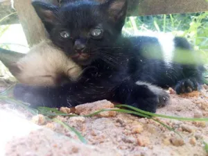 Gato raça  idade 2 a 6 meses nome sem nome