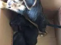 Cachorro raça  idade  nome ADOTE