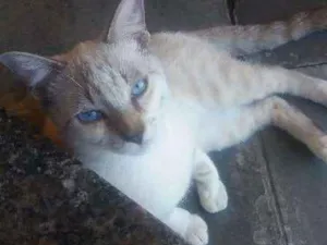 Gato raça vira lata idade 2 a 6 meses nome farinha