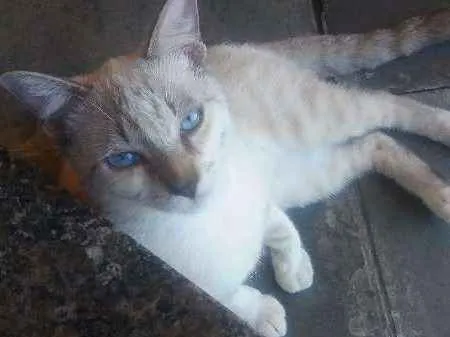 Gato ra a vira lata idade 2 a 6 meses nome farinha