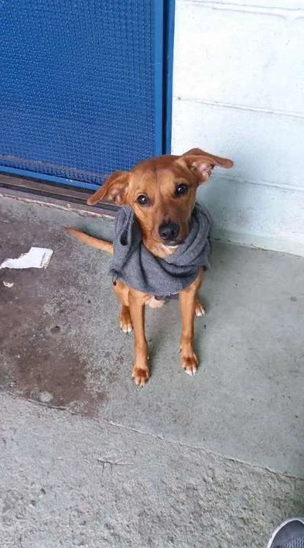 Cachorro ra a SRD idade 7 a 11 meses nome Miguel