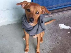 Cachorro raça SRD idade 7 a 11 meses nome Miguel